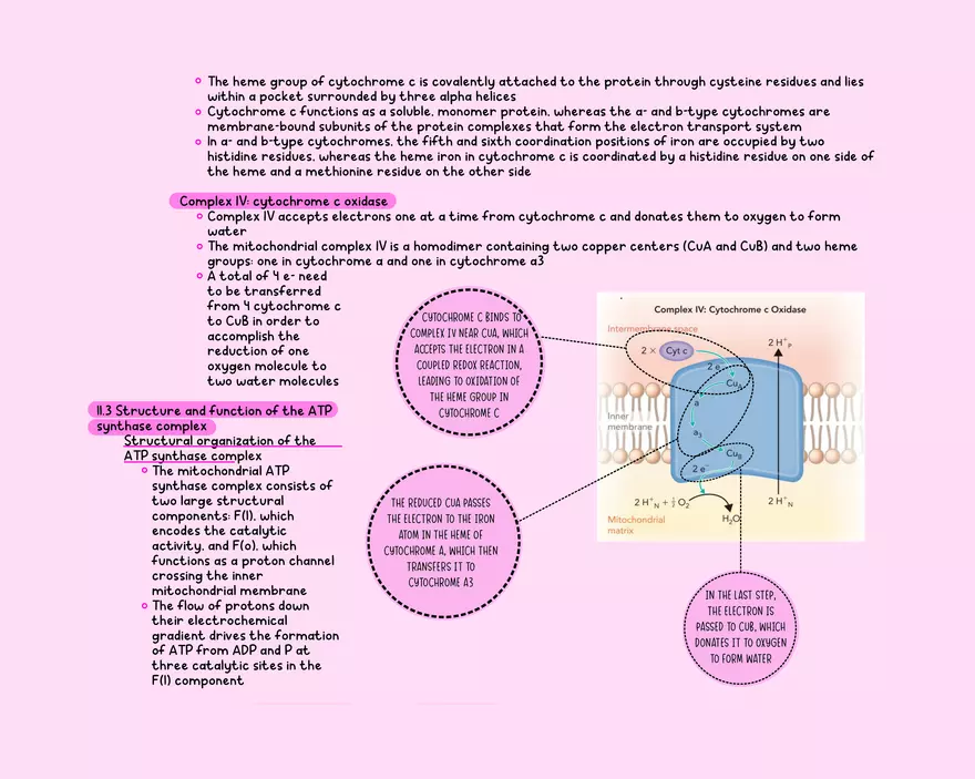 Chapter 11: Oxidative Phosphorylation - Page 5