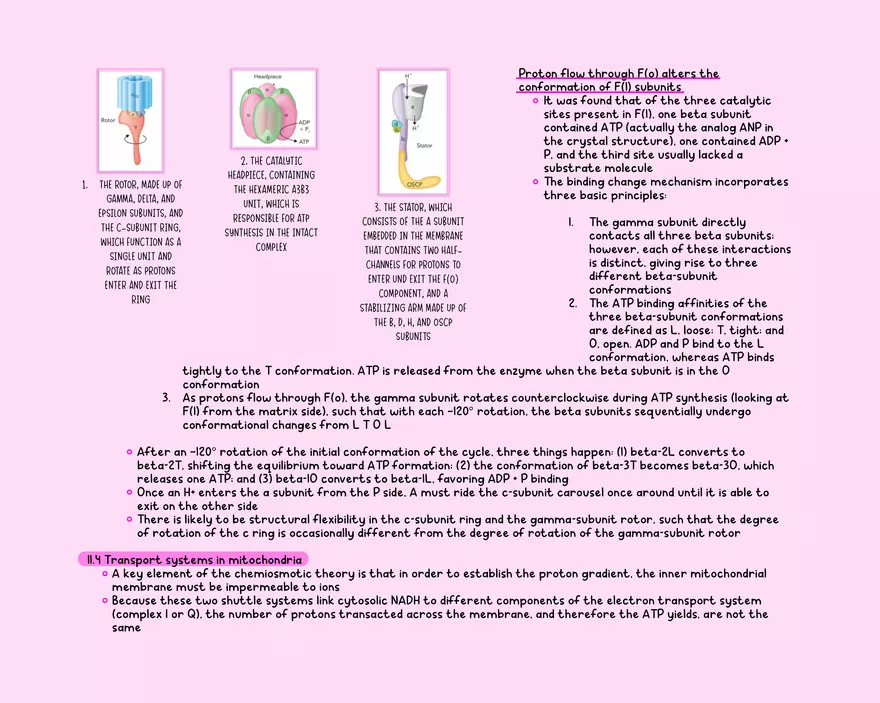 Chapter 11: Oxidative Phosphorylation - Page 6