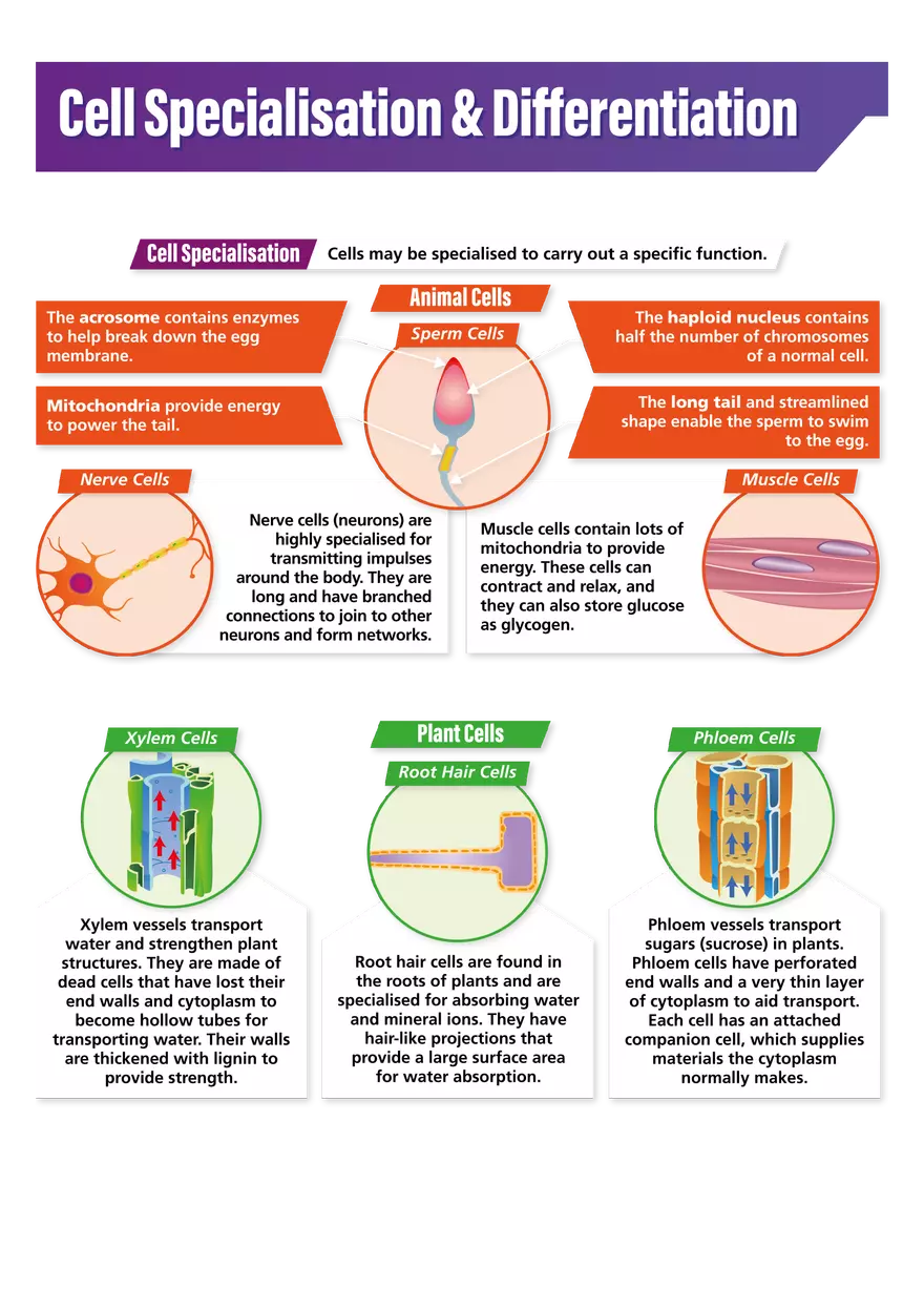 Cell Specialization and Differentiation - Page 1
