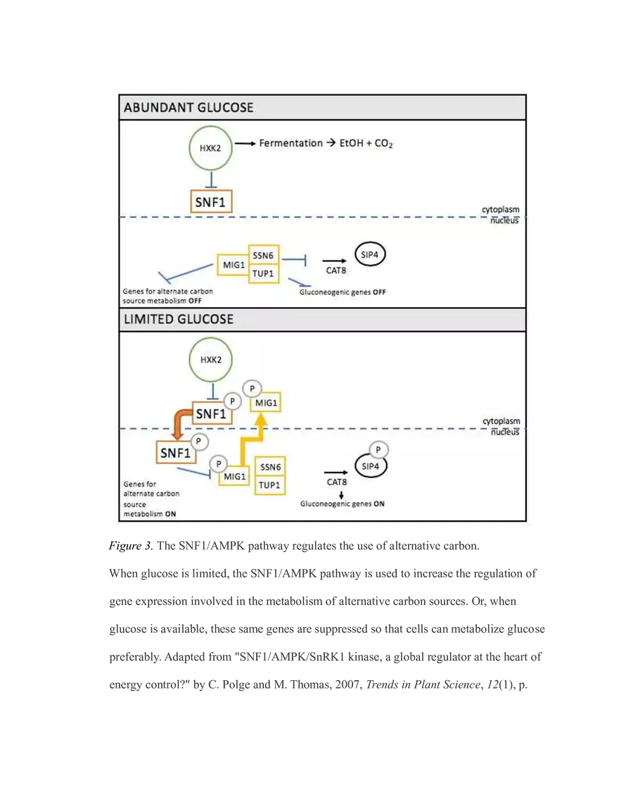 The Critical Role of Carbon Metabolism - Page 14