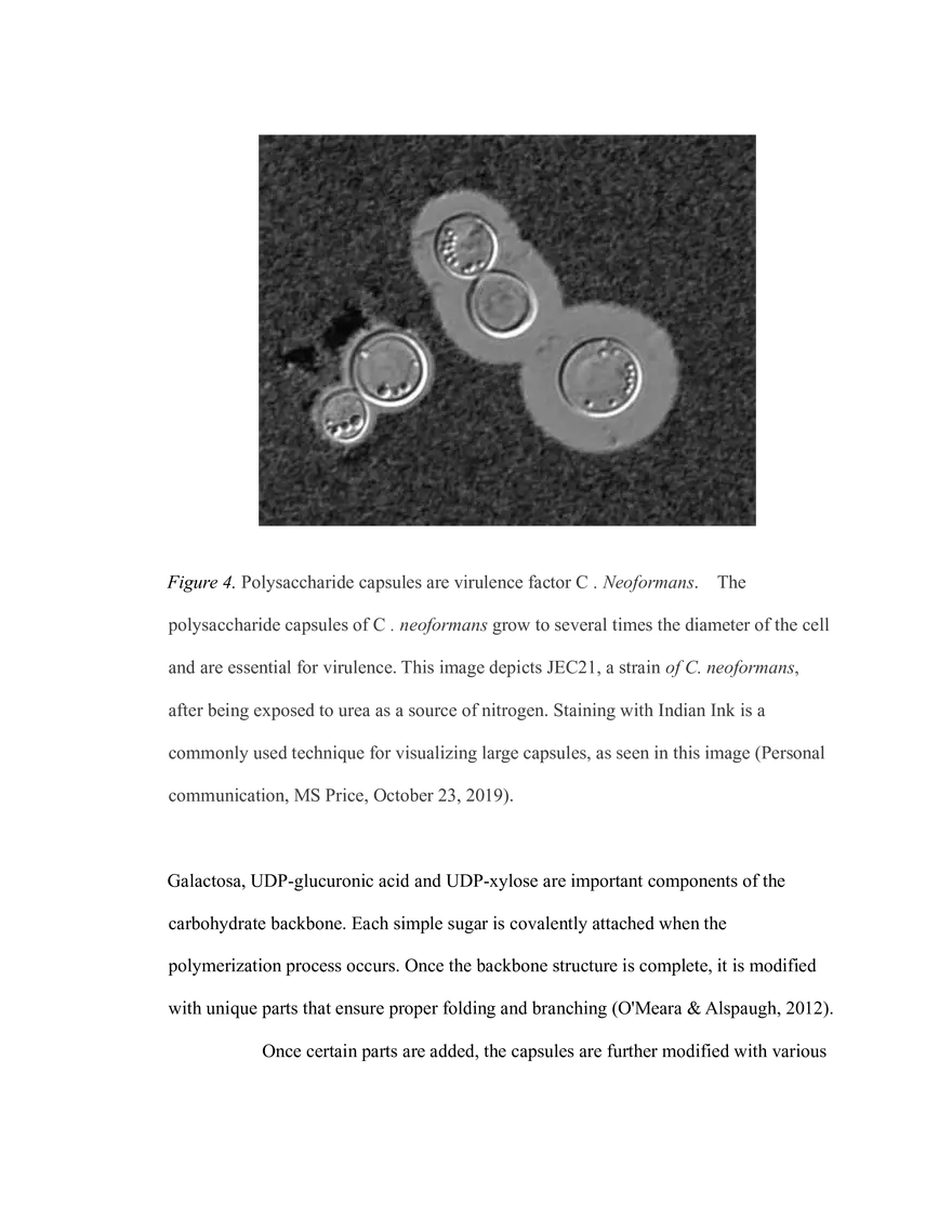The Critical Role of Carbon Metabolism - Page 16