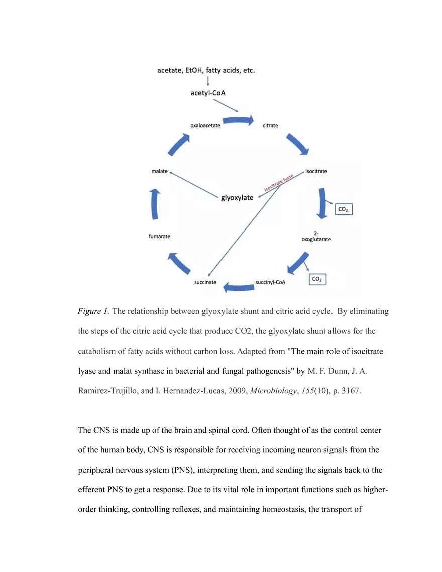 The Critical Role of Carbon Metabolism - Page 5