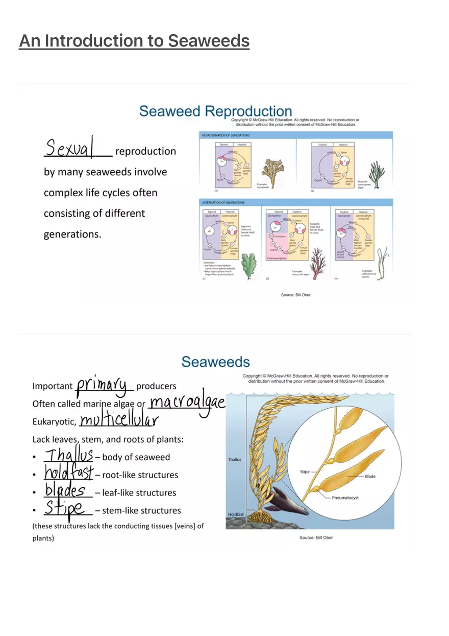 An Introduction to Seaweeds - Page 1