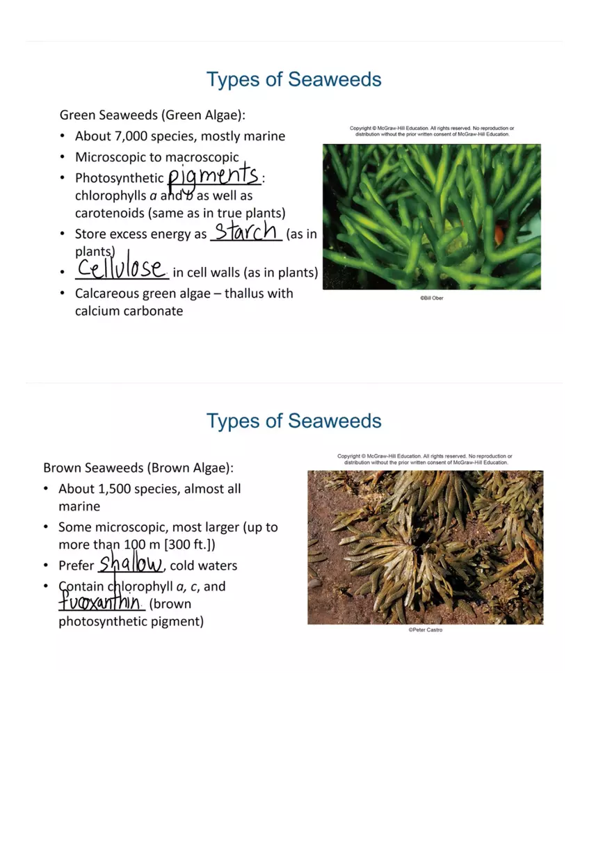 An Introduction to Seaweeds - Page 2