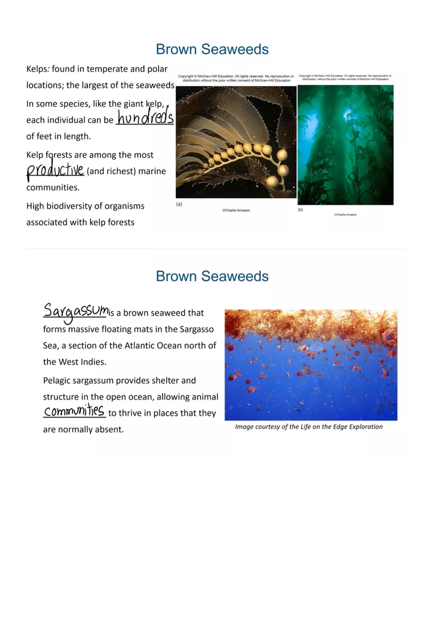 An Introduction to Seaweeds - Page 3