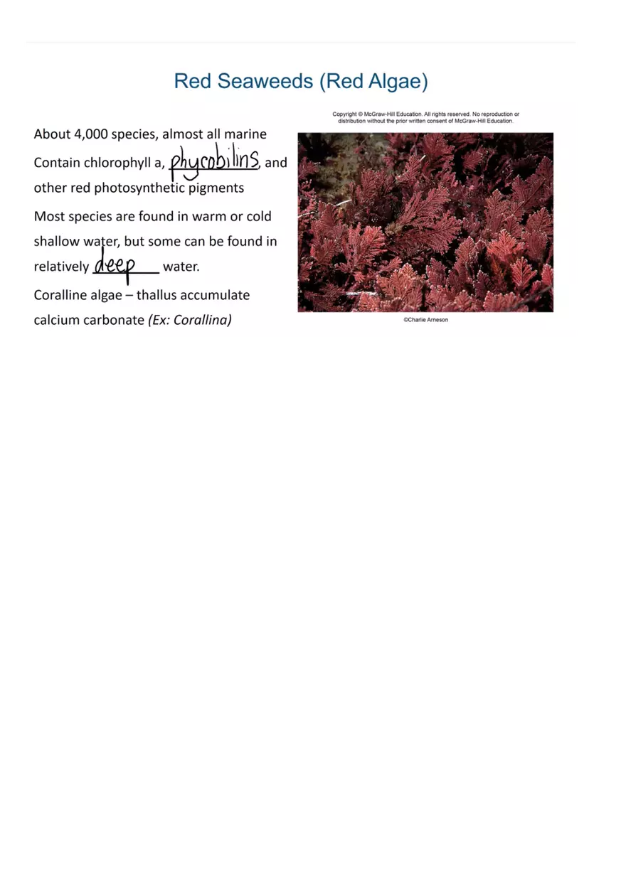 An Introduction to Seaweeds - Page 4