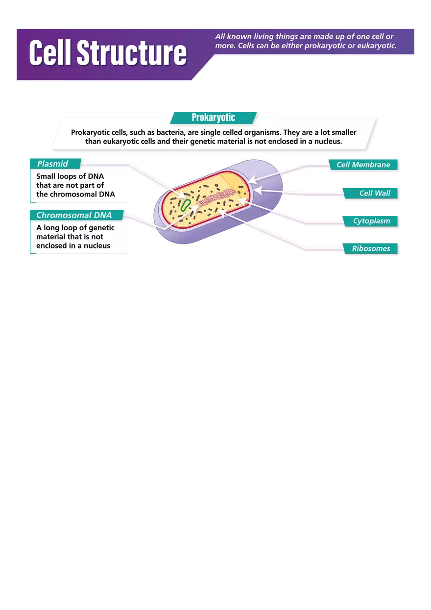 Cell Structure Cheat Sheet - Page 1