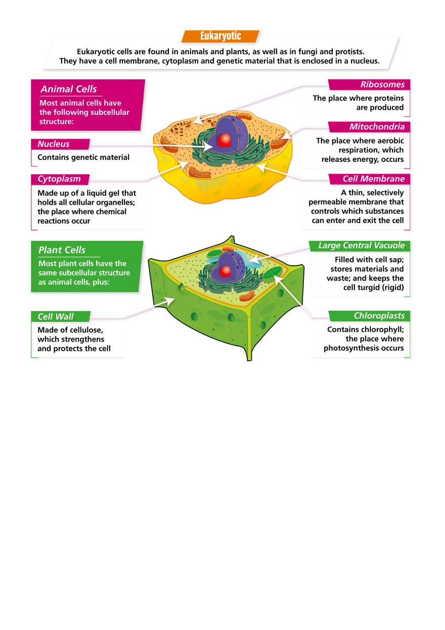 Cell Structure Cheat Sheet - Page 2
