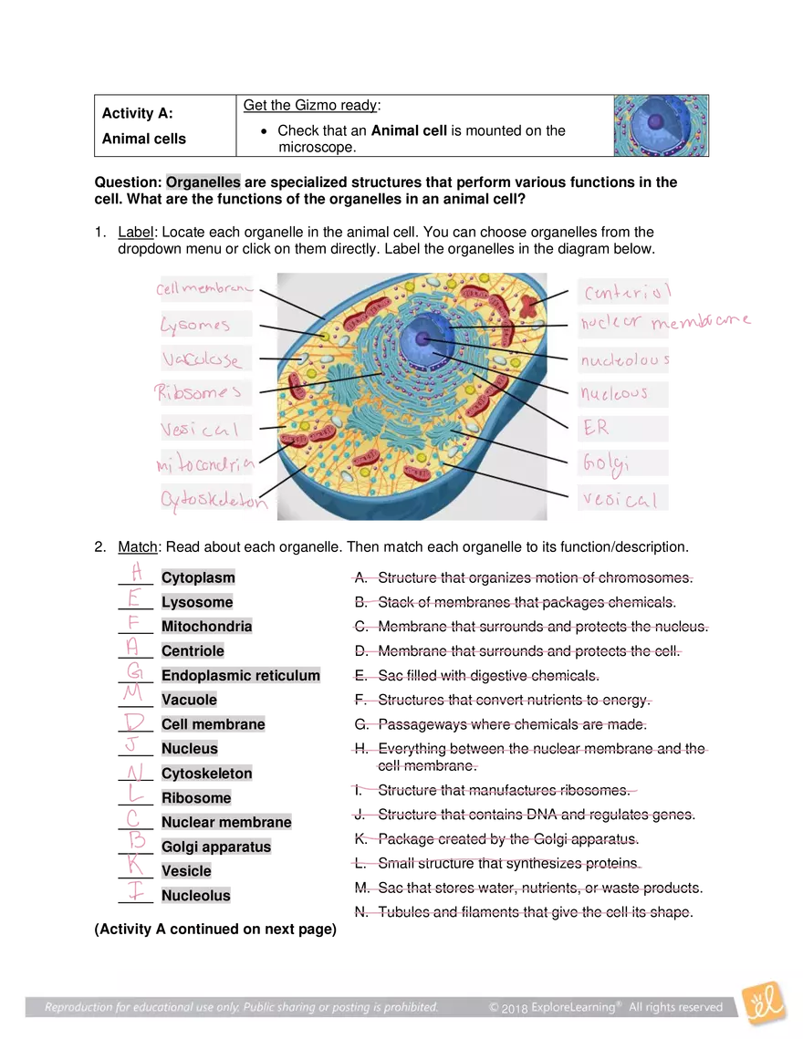 Gizmo Answers: Cell Structure - Page 2