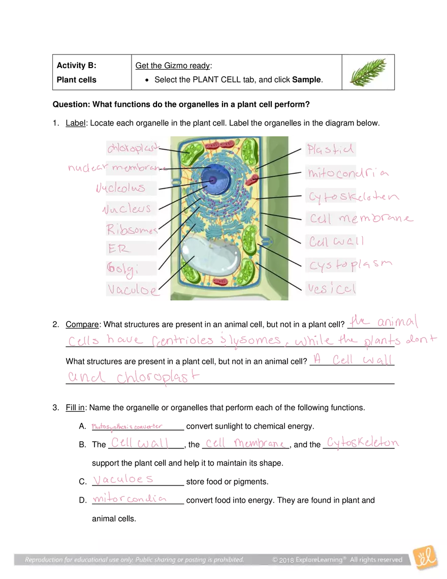 Gizmo Answers: Cell Structure - Page 4