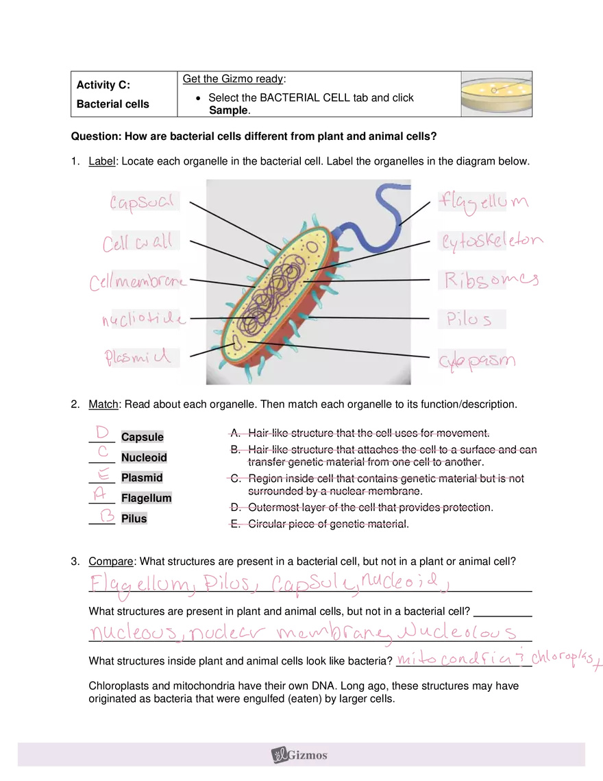 Gizmo Answers: Cell Structure - Page 5