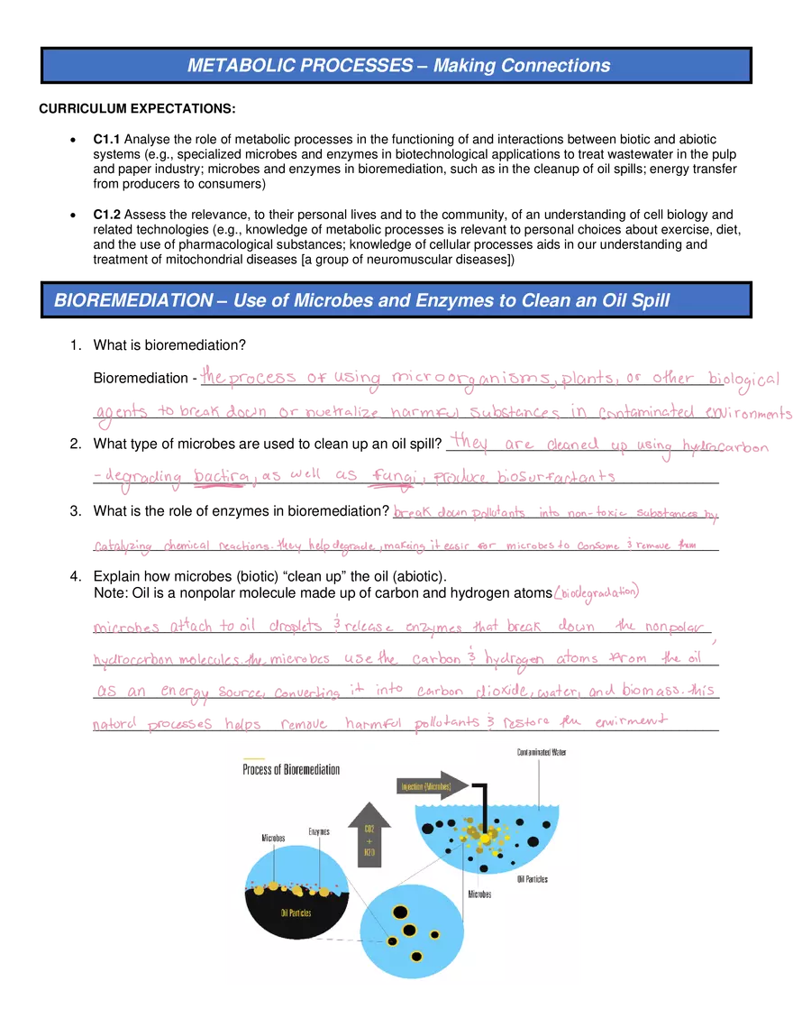 Metabolic Processes - Making Connections Questions - Page 1