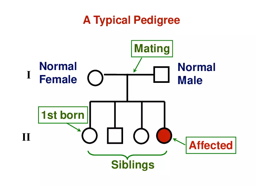 Pedigree Analysis - Presentation - Page 16