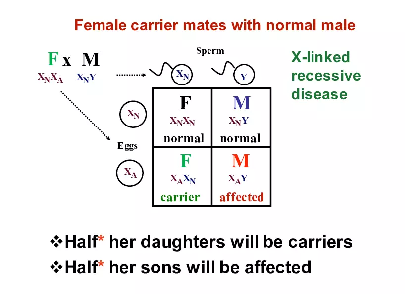 Pedigree Analysis - Presentation - Page 6