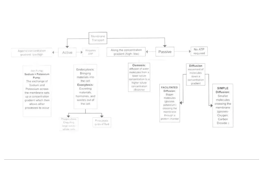 Membrane Transport Flow Chart - Page 1