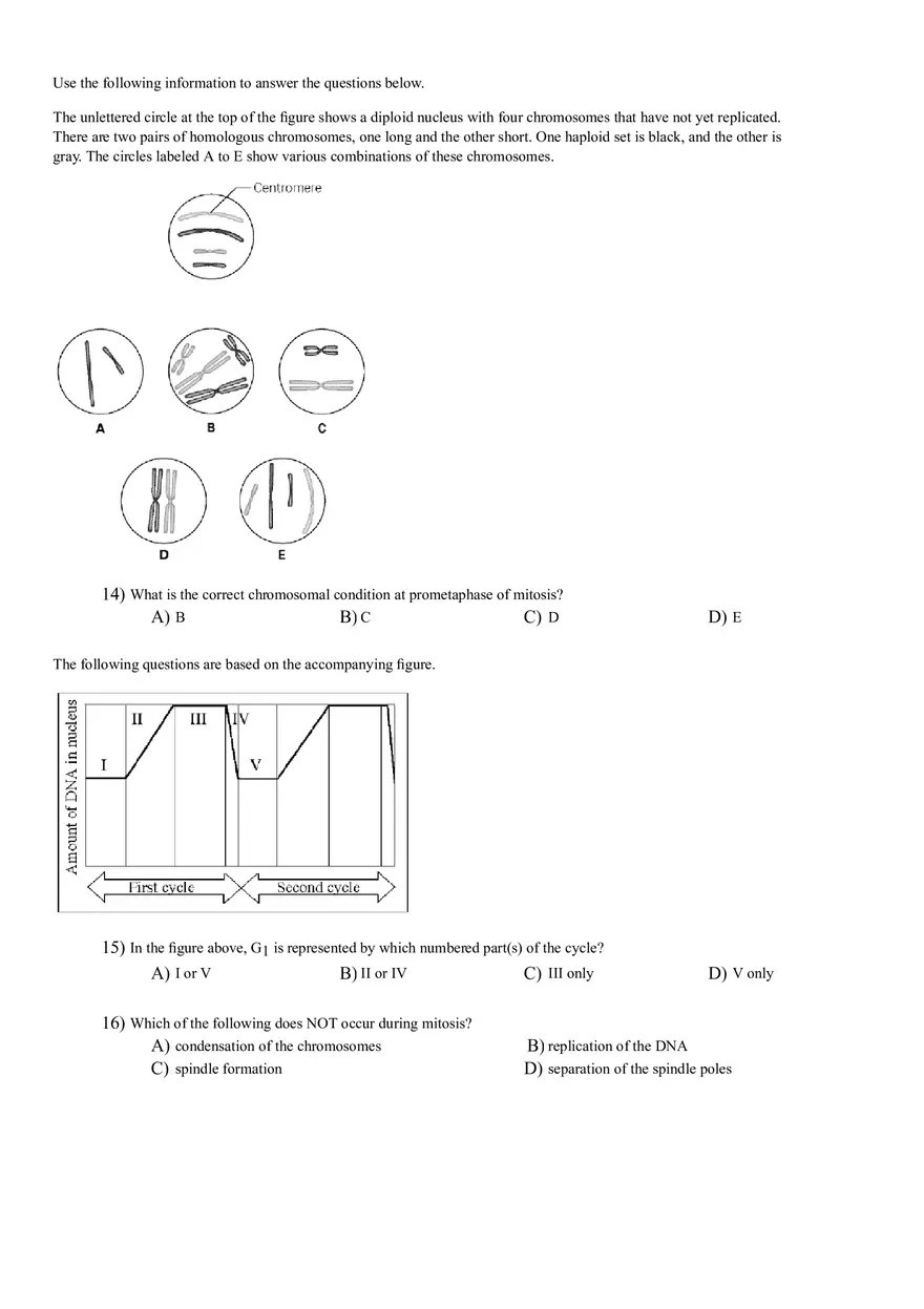 Cells Phases - Page 4