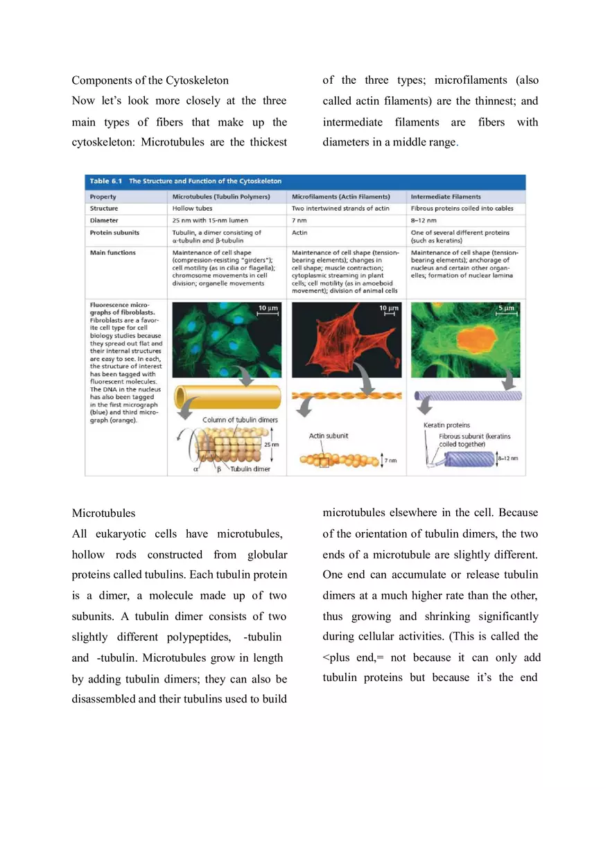 The Cytoskeleton is a Network of Fibers that Organizes Structures and Activities in the Cell - Page 2