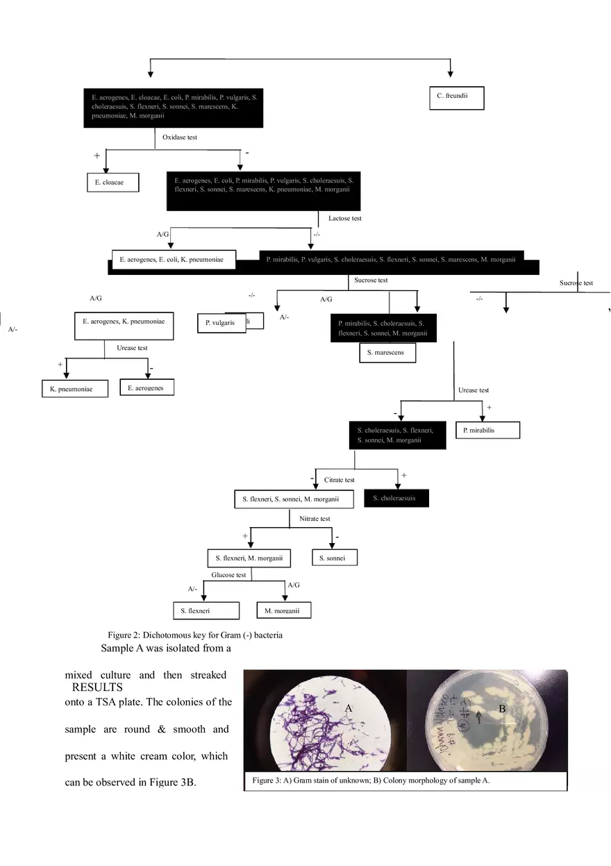 Final Lab Report (Isolation and Identification of Two Unknown Bacteria) - Page 7