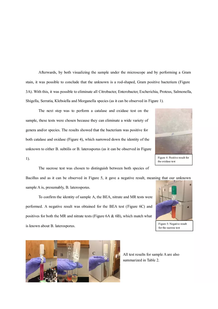 Final Lab Report (Isolation and Identification of Two Unknown Bacteria) - Page 8