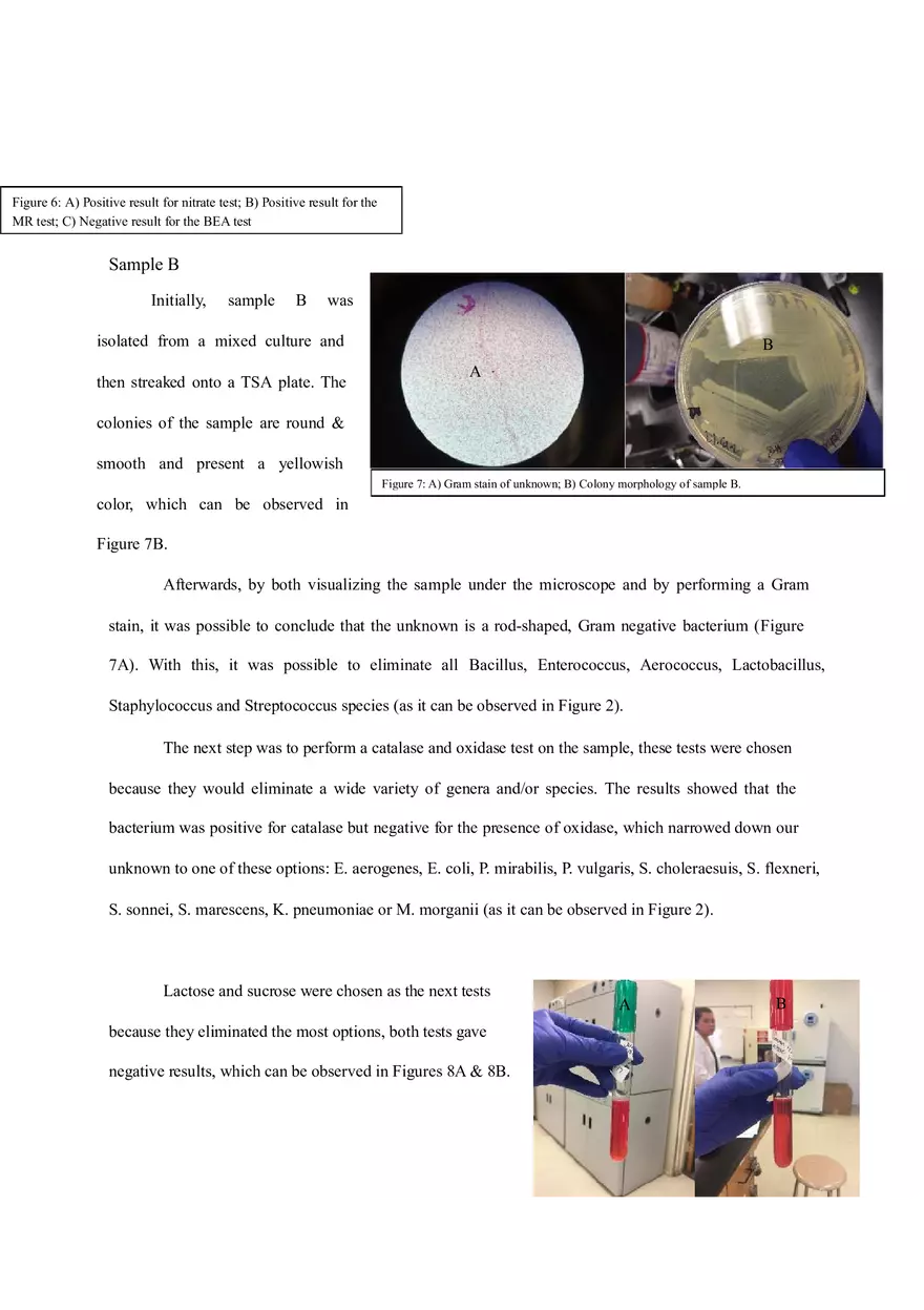 Final Lab Report (Isolation and Identification of Two Unknown Bacteria) - Page 9