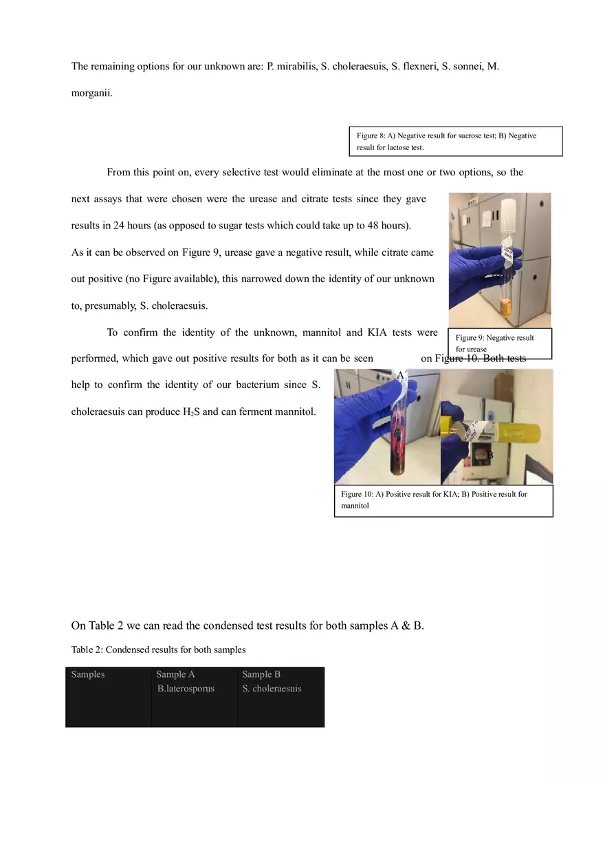 Final Lab Report (Isolation and Identification of Two Unknown Bacteria) - Page 10
