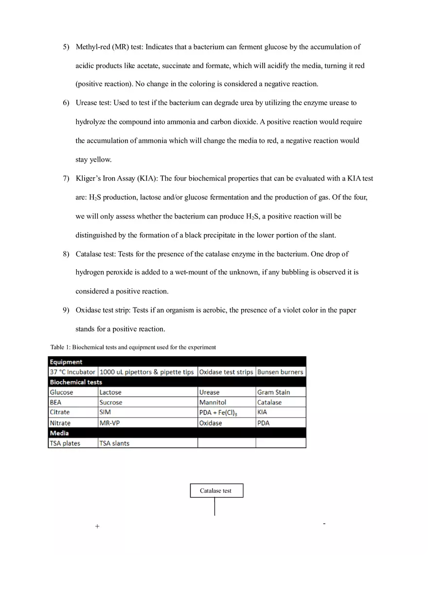 Final Lab Report (Isolation and Identification of Two Unknown Bacteria) - Page 5