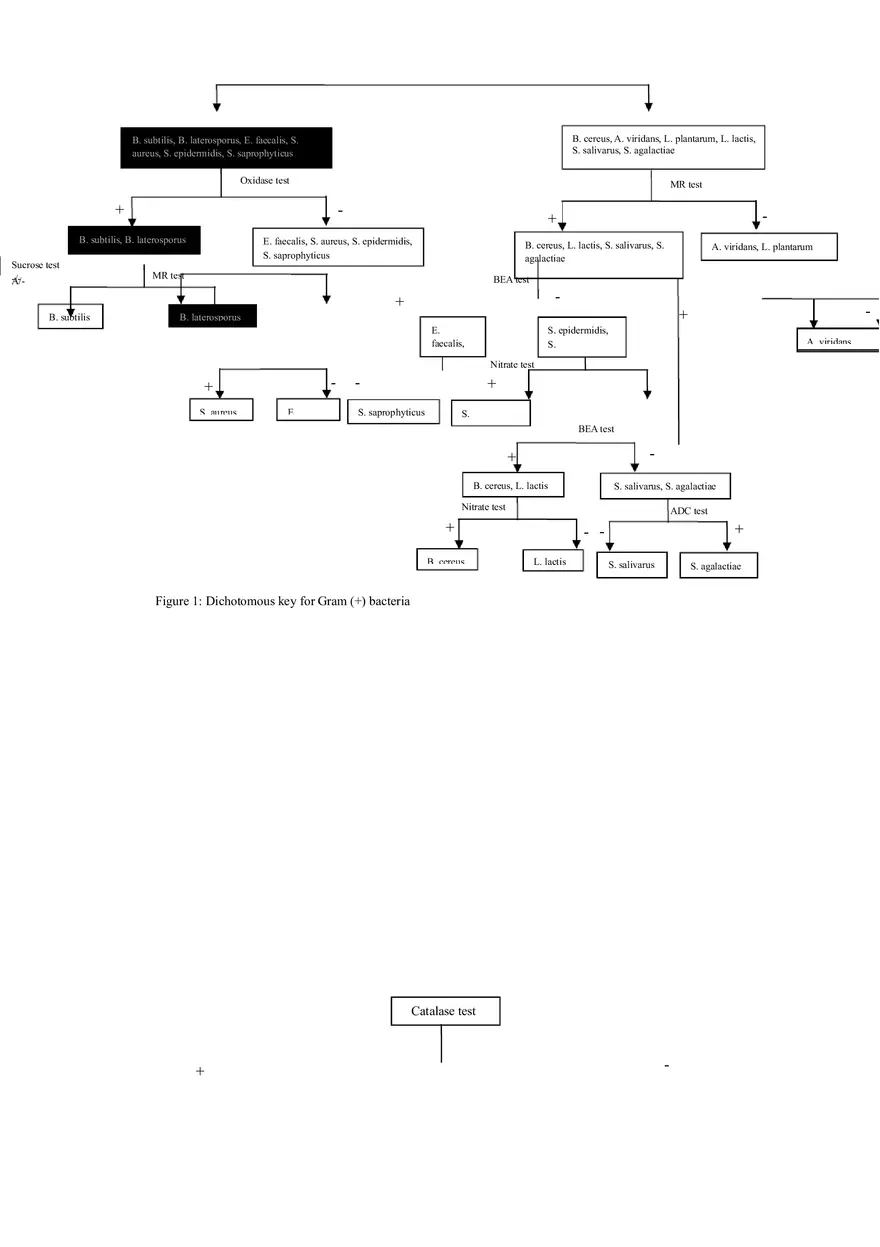 Final Lab Report (Isolation and Identification of Two Unknown Bacteria) - Page 6