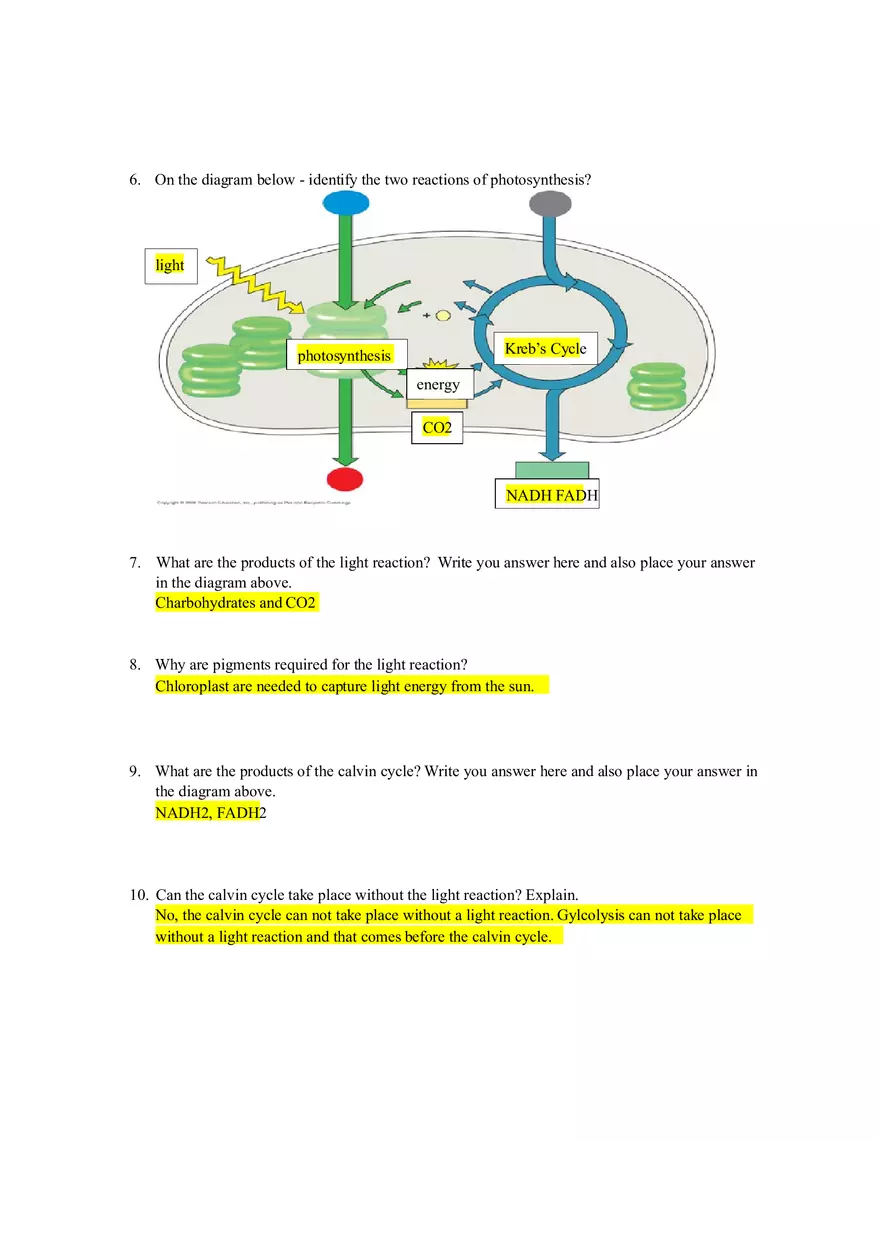 Chapter 8 Photosynthesis Class Activity Notes - Page 2