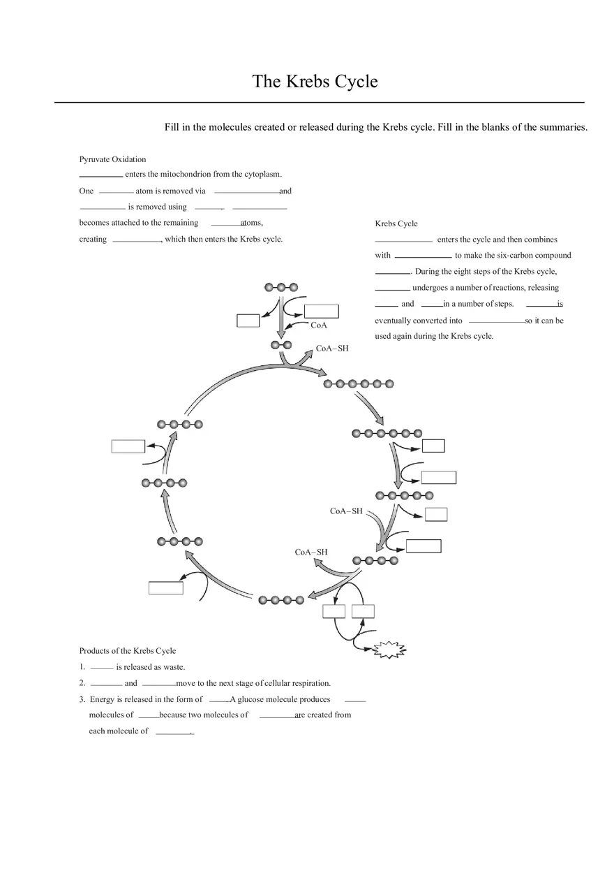 The Krebs Cycle Worksheet - Page 1