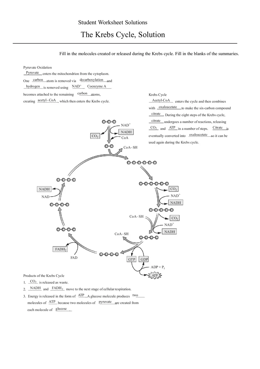 The Krebs Cycle Worksheet - Page 2