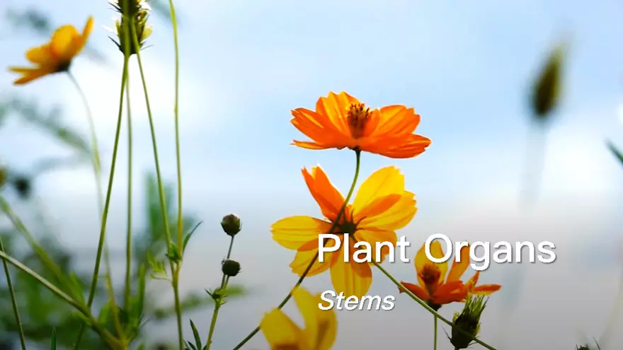 Plant Organs Stems Part 1 - Page 1