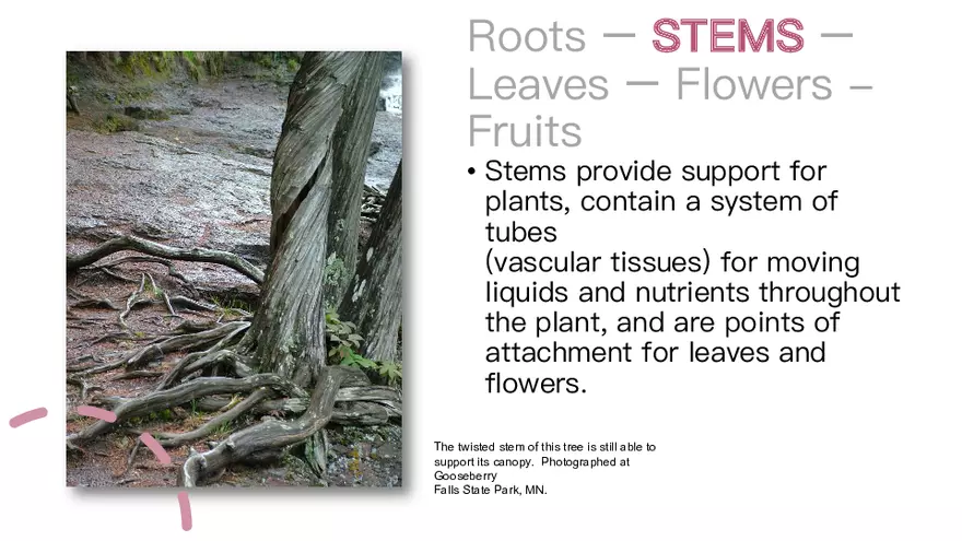 Plant Organs Stems Part 1 - Page 2
