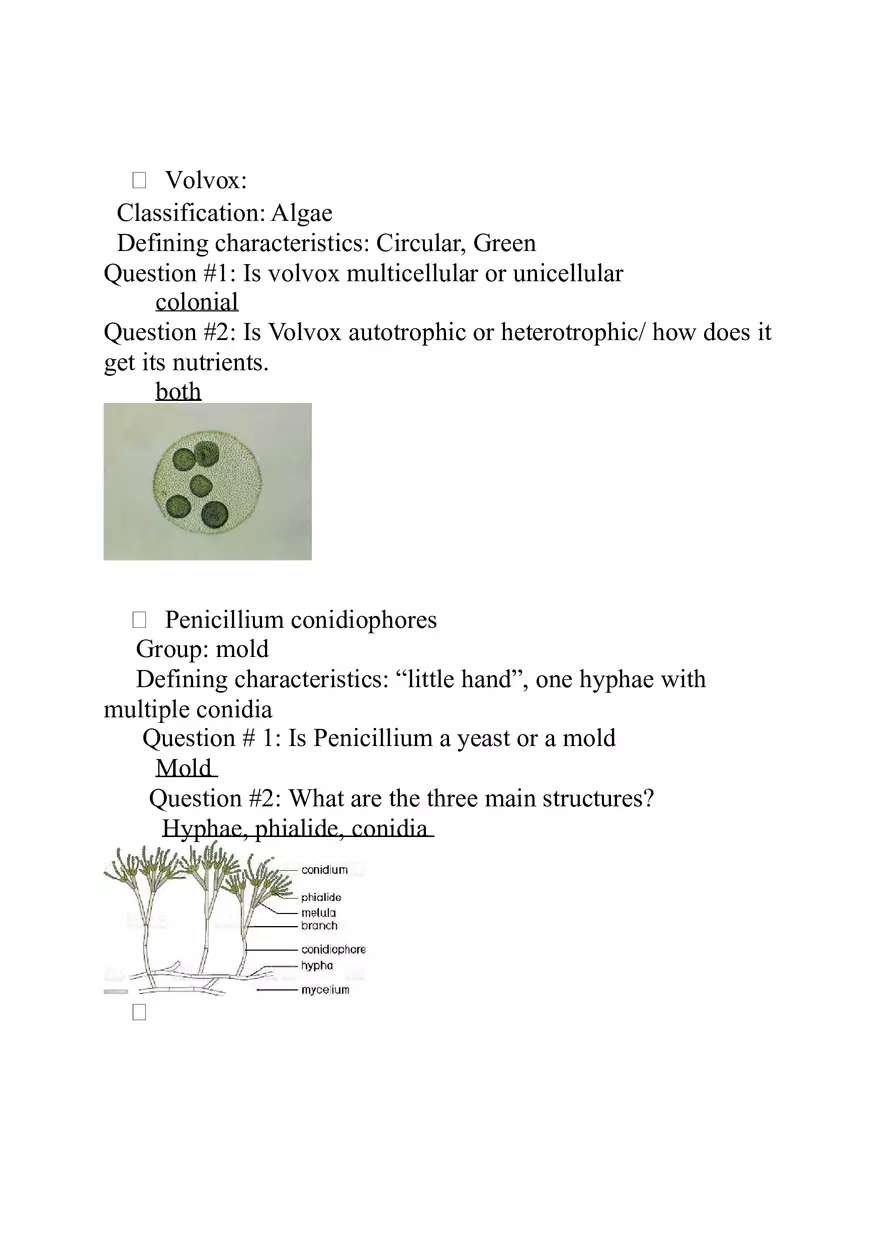 Classification - Algae - Page 1
