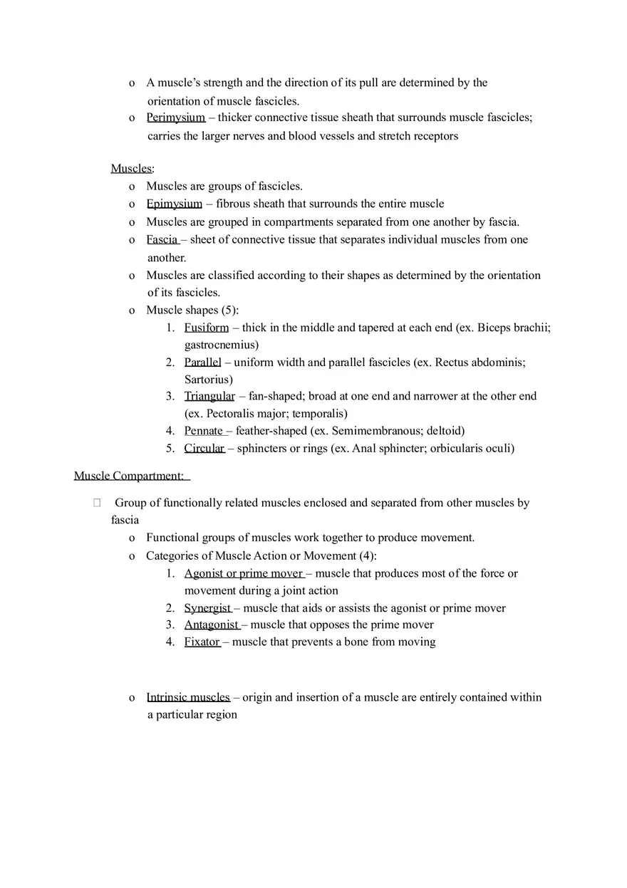Muscular System and Muscular Tissue Review - Page 5