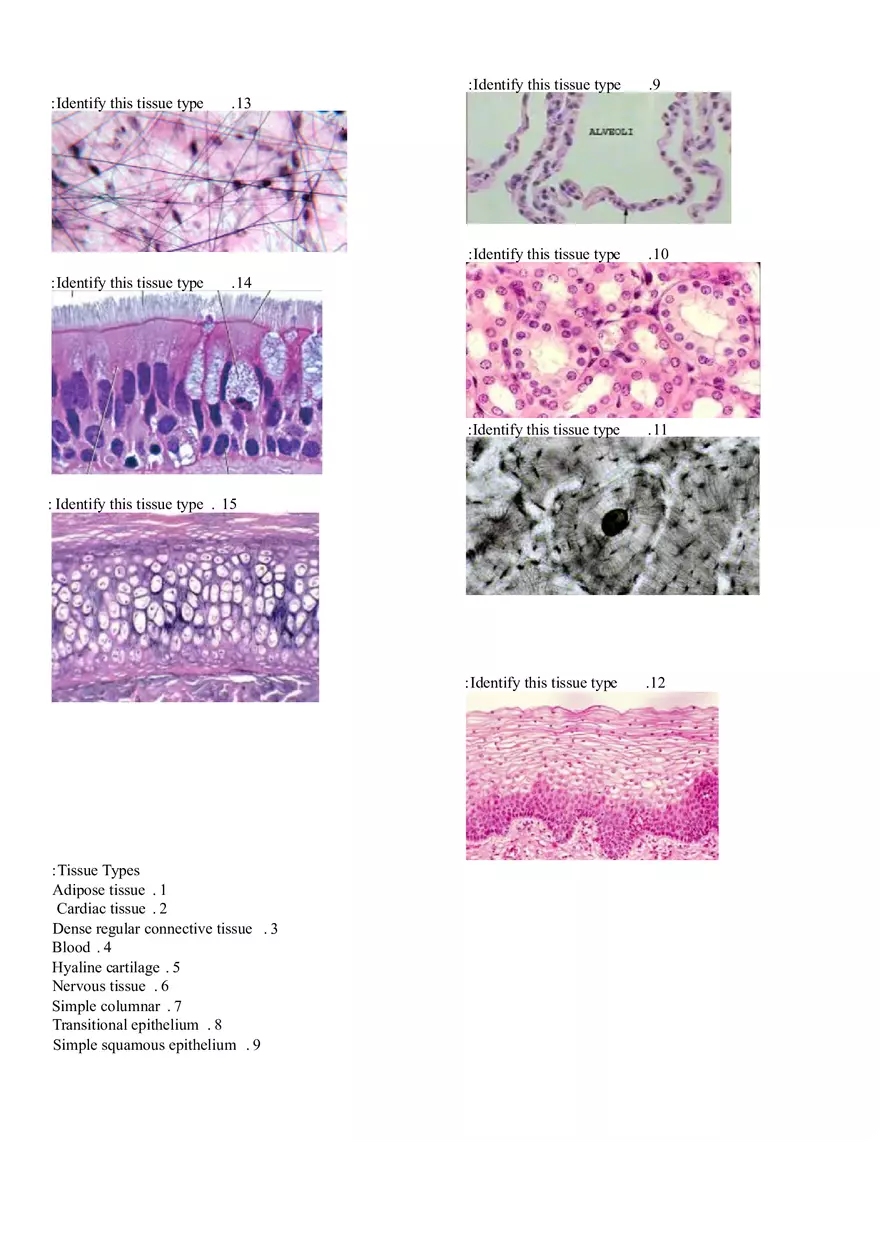 Tissue Identification Workshee - Page 2
