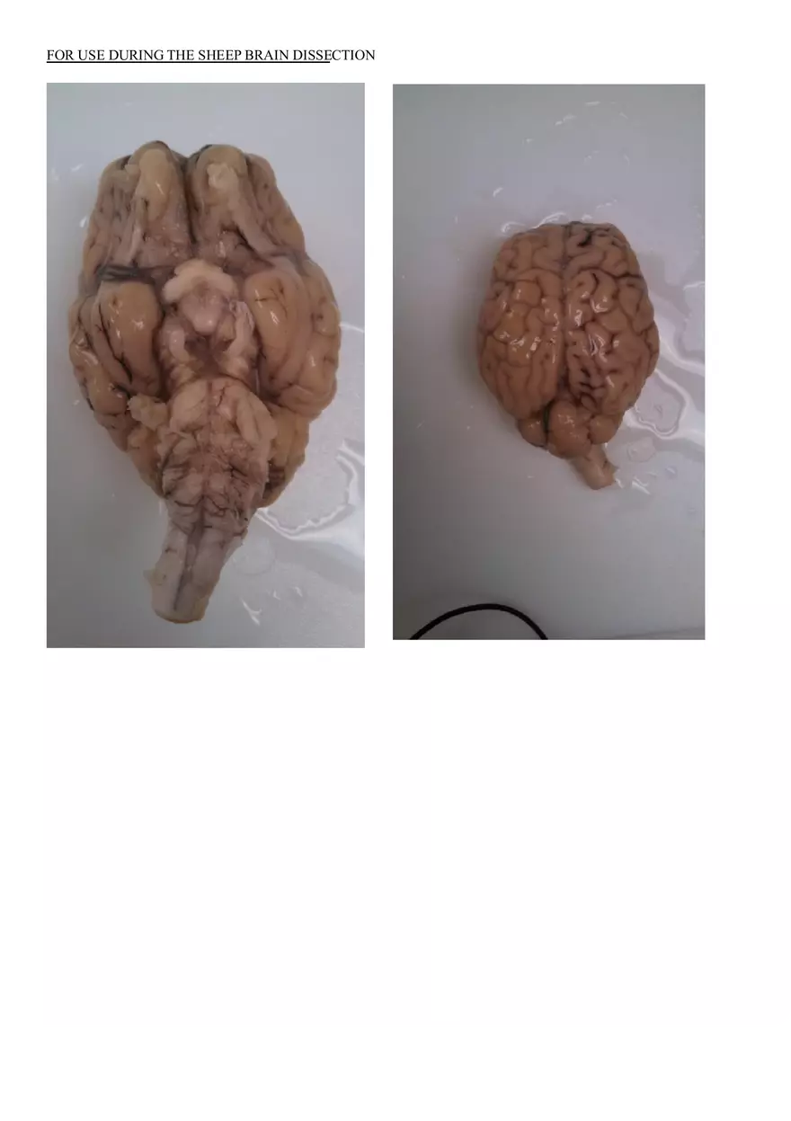 Sheep Brain Dissection Laboratory - Page 4
