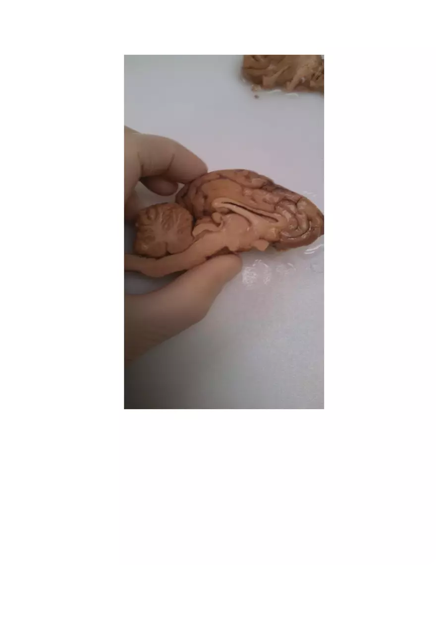 Sheep Brain Dissection Laboratory - Page 5