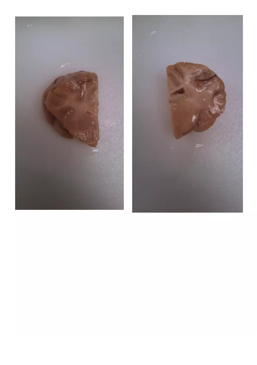 Sheep Brain Dissection Laboratory - Page 6