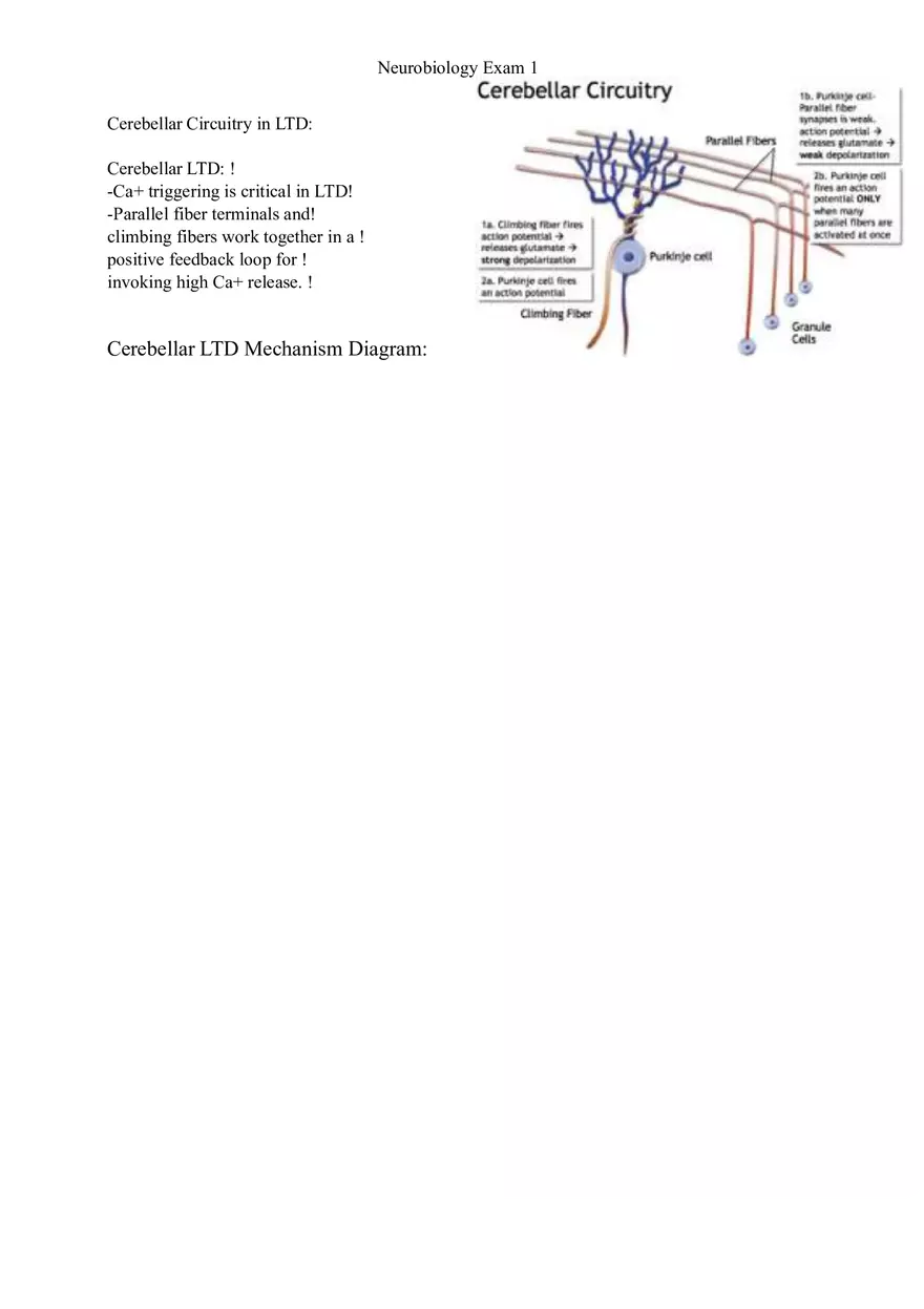 Understanding Brain Dissection and Histology Part 5 - Page 7