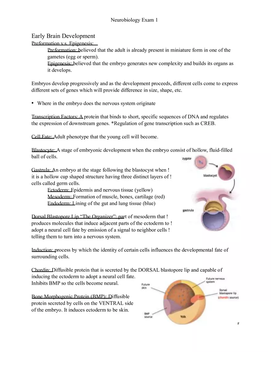 Understanding Brain Dissection and Histology Part 5 - Page 9