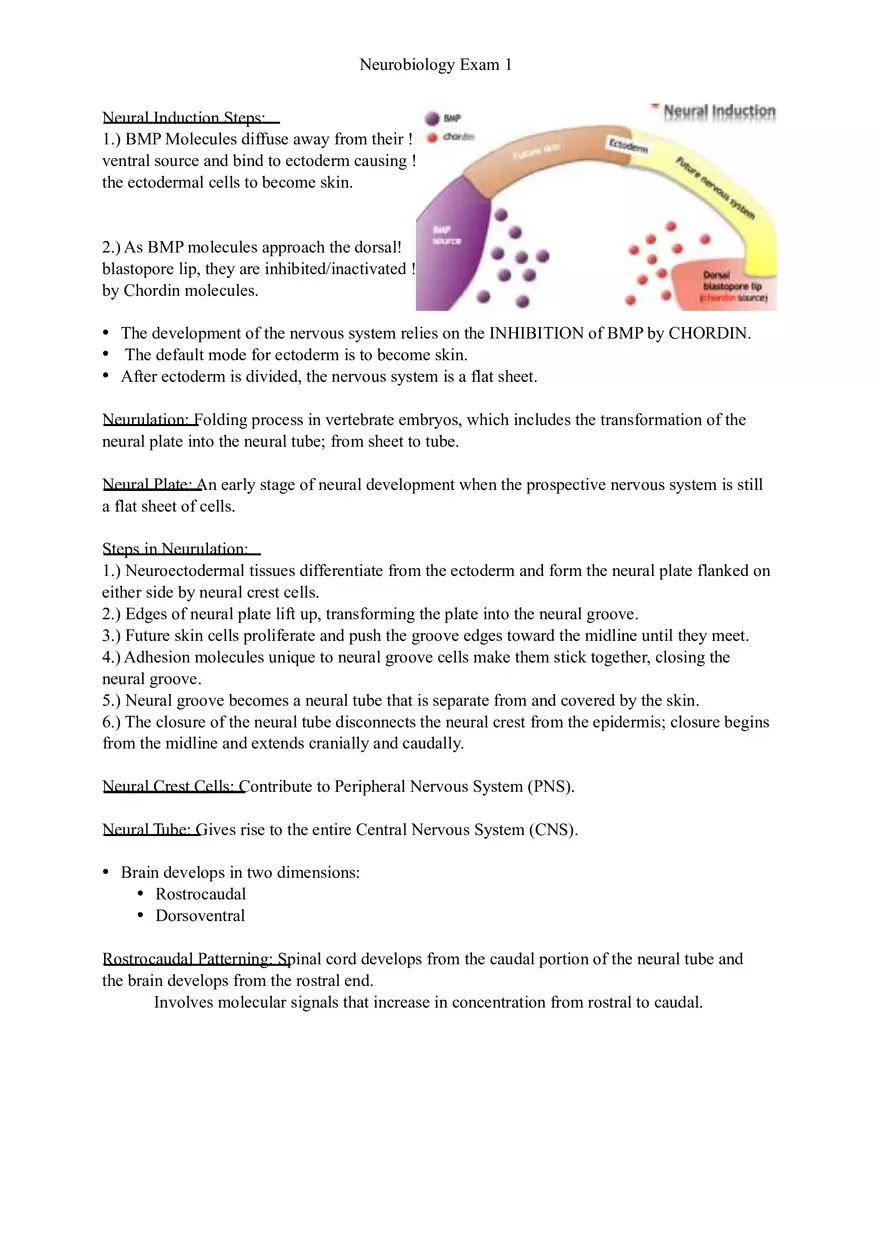 Understanding Brain Dissection and Histology Part 5 - Page 10