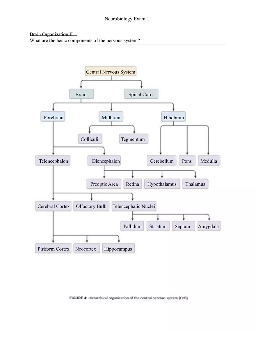 Understanding Brain Dissection and Histology Part 1 - Page 7