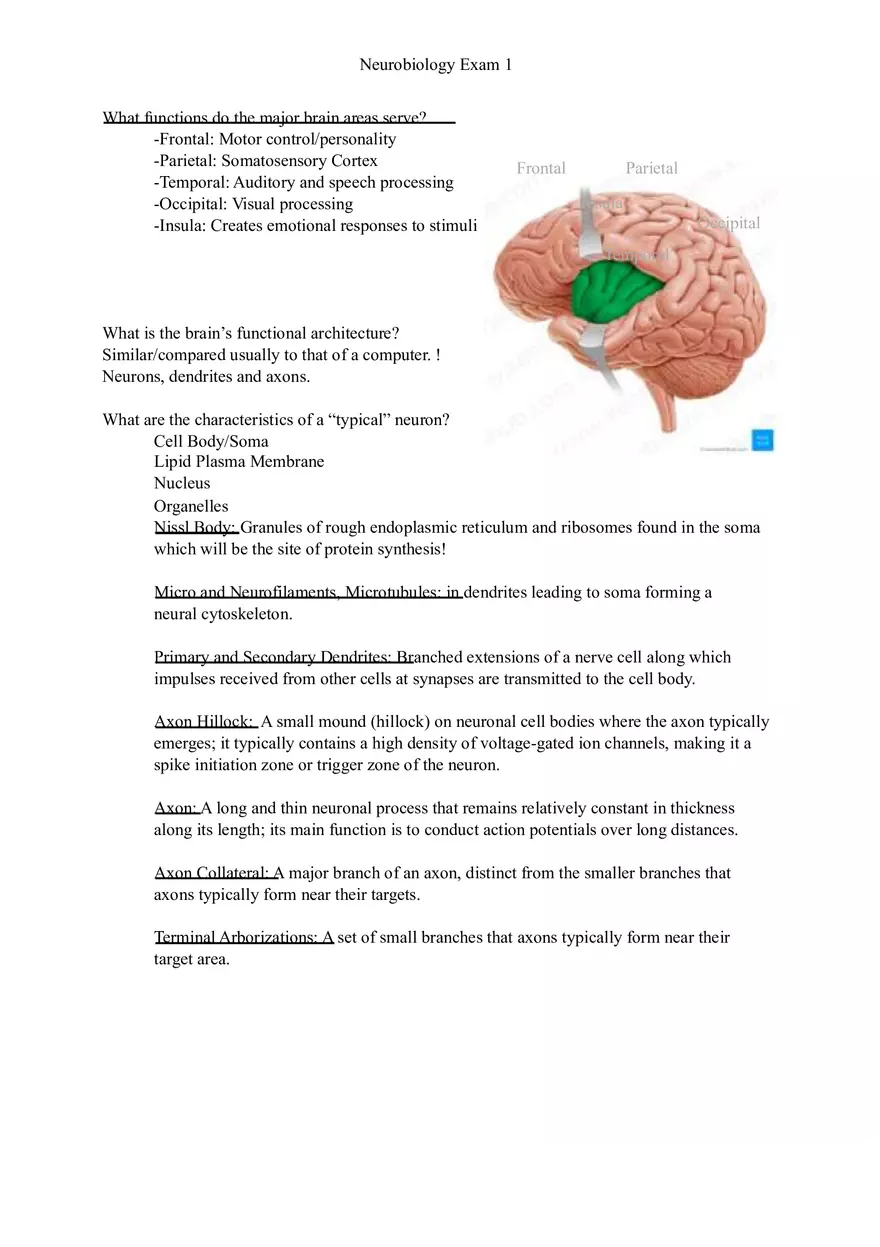 Understanding Brain Dissection and Histology Part 1 - Page 8