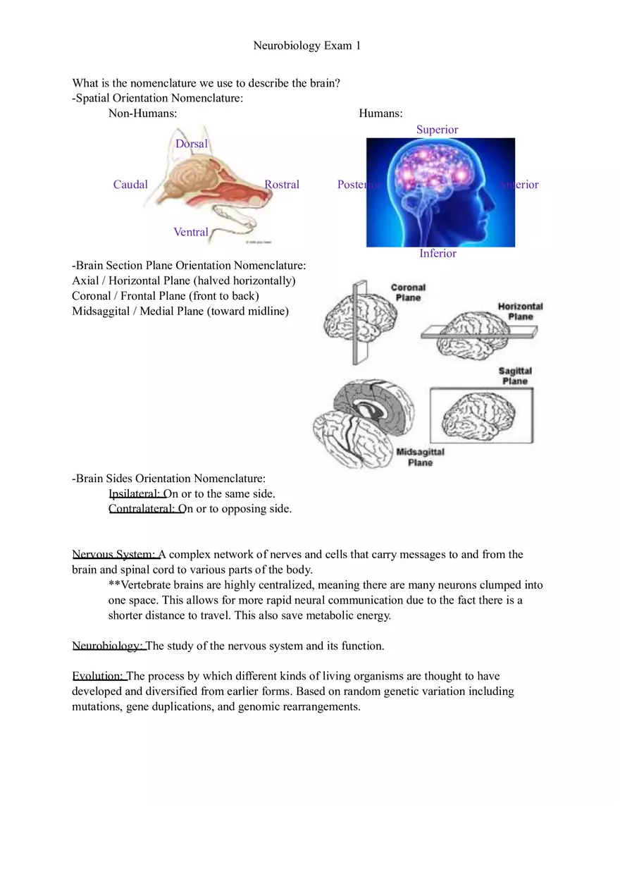 Understanding Brain Dissection and Histology Part 1 - Page 3