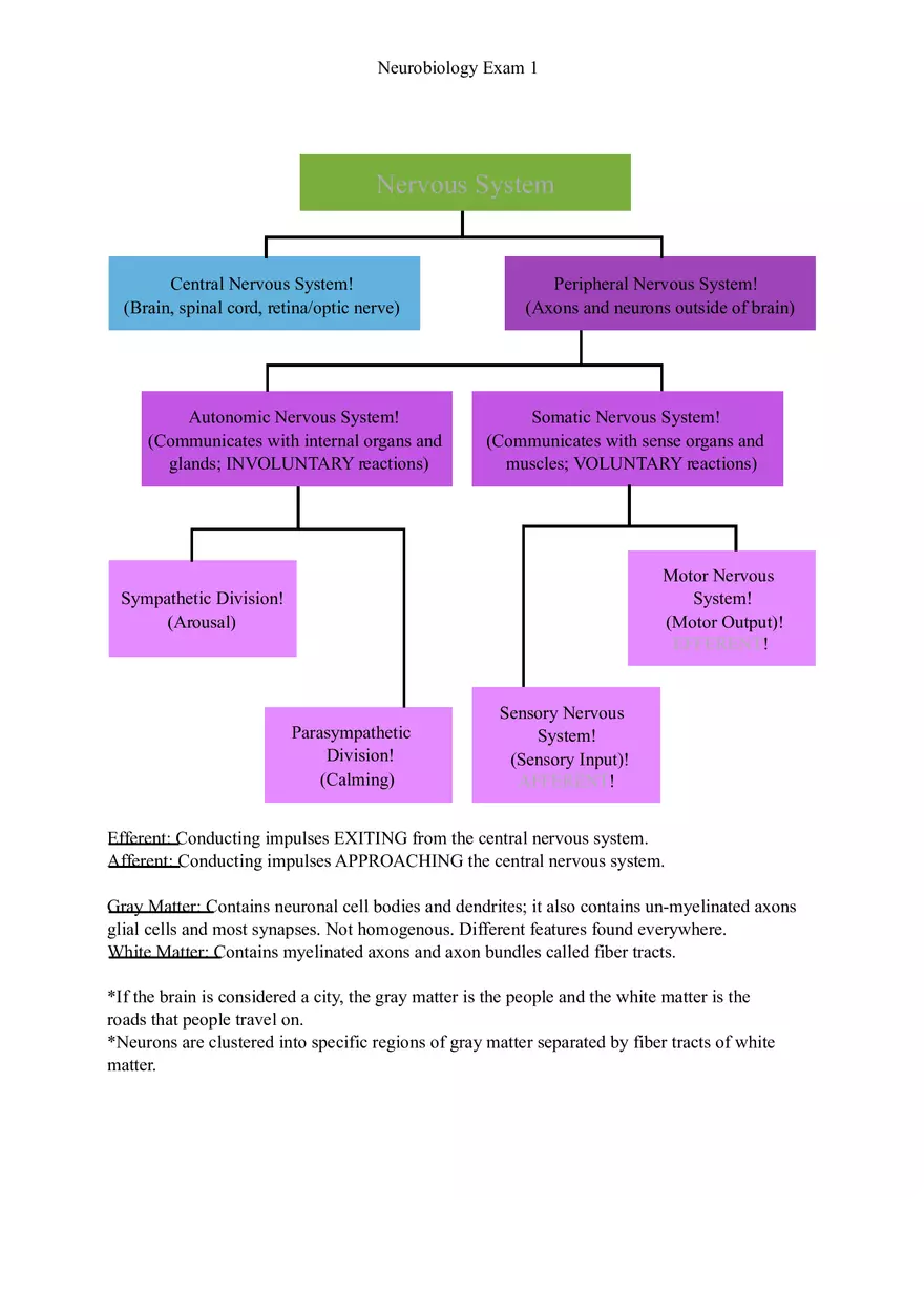 Understanding Brain Dissection and Histology Part 1 - Page 4