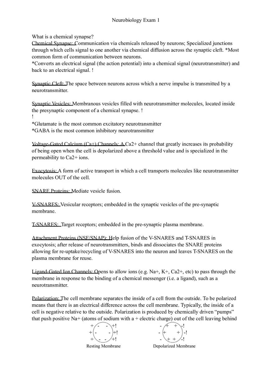 Understanding Brain Dissection and Histology Part 3 - Page 5