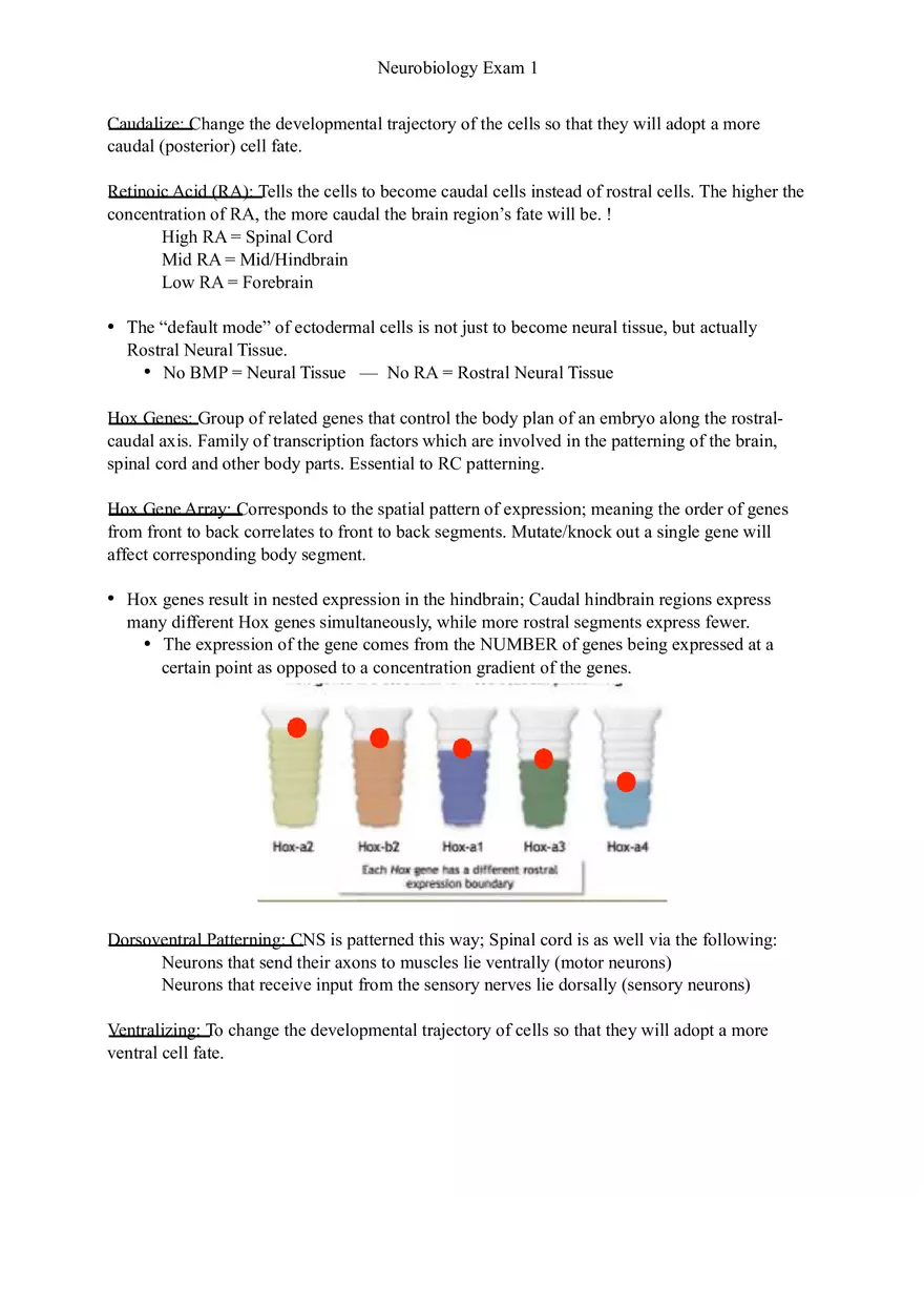 Understanding Brain Dissection and Histology Part 6 - Page 1