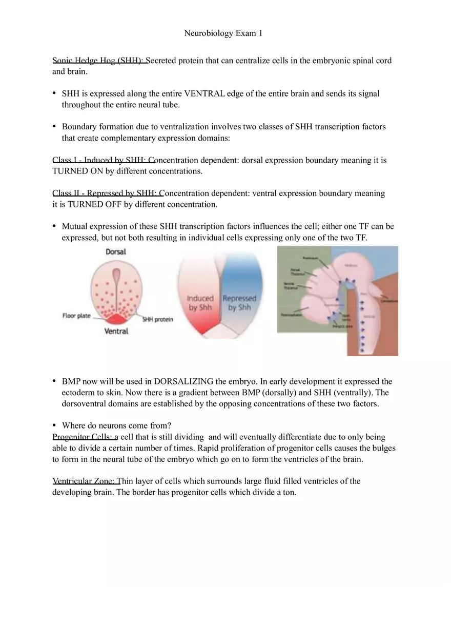 Understanding Brain Dissection and Histology Part 6 - Page 2