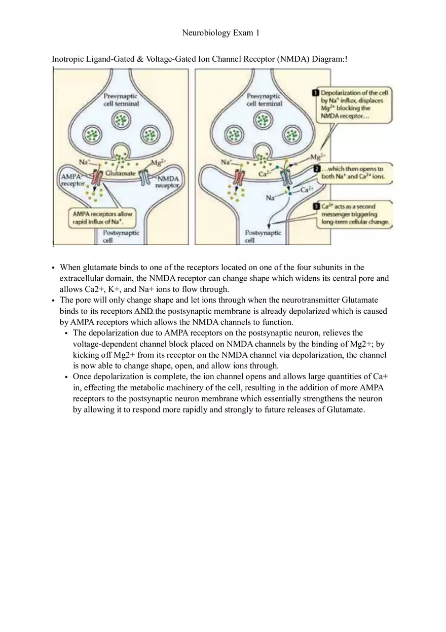 Understanding Brain Dissection and Histology Part 4 - Page 3