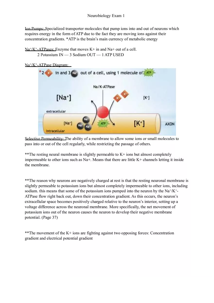 Understanding Brain Dissection and Histology Part 2 - Page 3